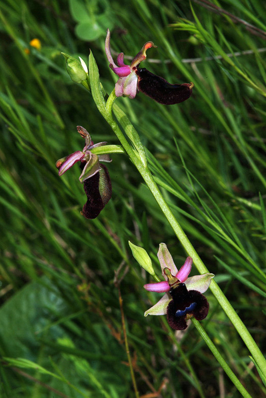 Conferma Ophrys bertolonii subsp. bertolonii 14-05-10